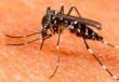Жизненный цикл комаров и как они появляются на свет