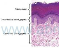 Строение дермы кожи человека