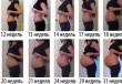 Когда начинает расти живот при первой и второй беременности: срок беременности, описание, фото